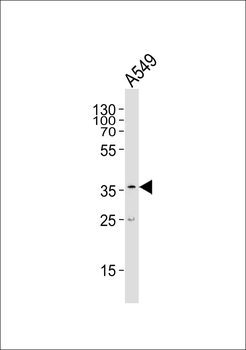 PRDM12 Antibody