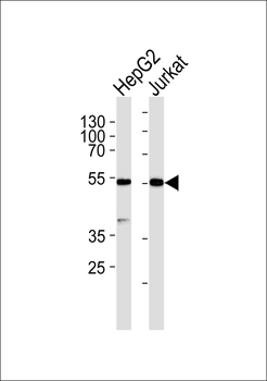 PAR4 (Cleaved-Gly48) Antibody