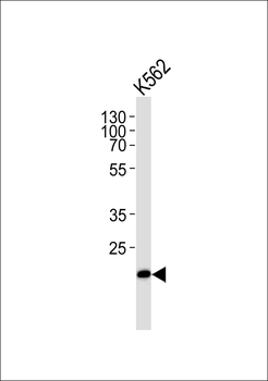 THAP4 Antibody
