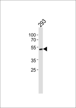 CDKL2 Antibody