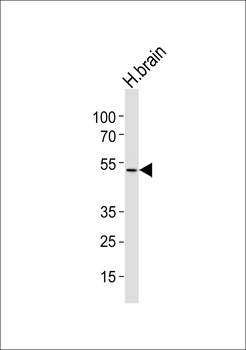 ADRA2A Antibody