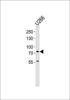 MX2 Antibody