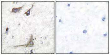Cox1 Antibody