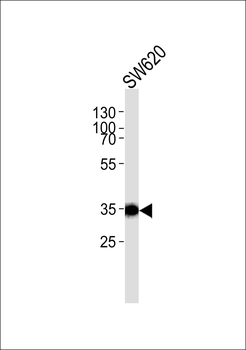 TSPAN8 Antibody