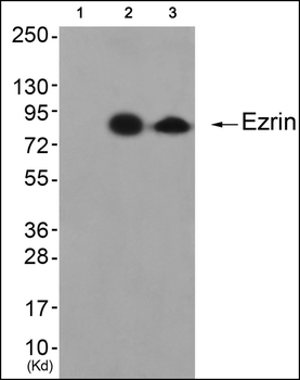 Ezrin Antibody