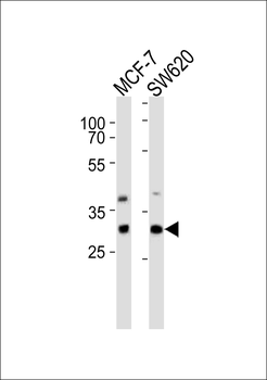 UBFD1 Antibody