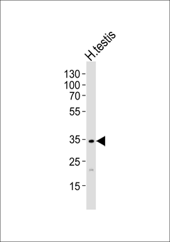 MAT1 Antibody