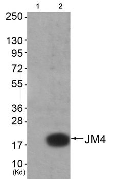 JM4 Antibody