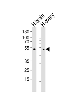 GPR173 Antibody