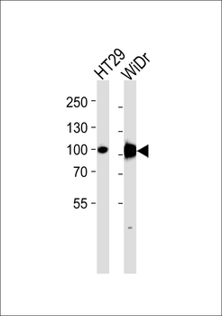 SLC15A1 Antibody