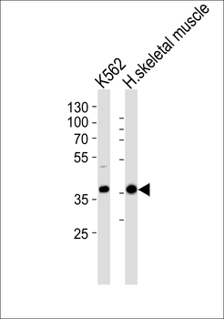 TF2H2 Antibody