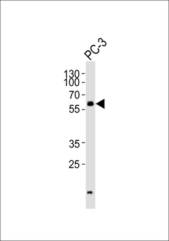 GK3 Antibody