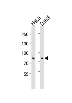 SP3/4 Antibody