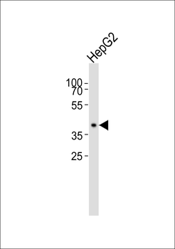 MRPS22 Antibody