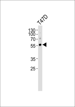 ARMC6 Antibody