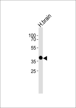 OPN5 Antibody