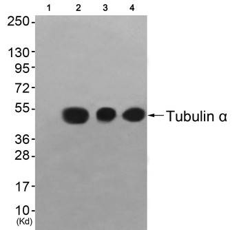 Tubulin α Antibody