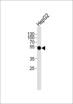 Tubulin α Antibody