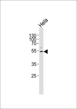 LRP11 Antibody