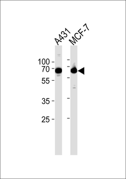 GNL3L Antibody
