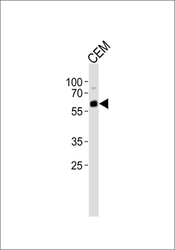 ZNF596 Antibody
