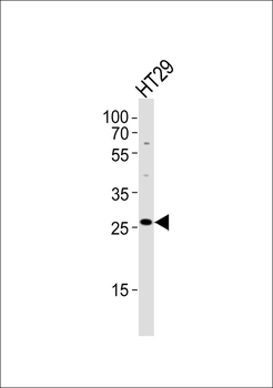 MRPL16 Antibody