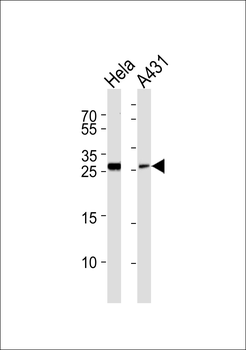 EEF1B2 Antibody