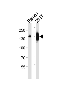 PLCG2 Antibody