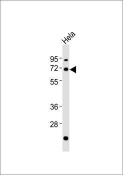 AATF Antibody