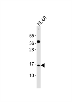 ATP5JL Antibody