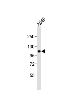 BRD3 Antibody