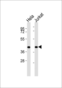 BUB3 Antibody
