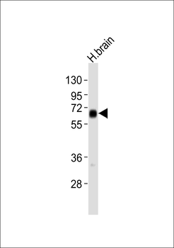 CADM4 Antibody