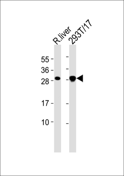 Cerebellin 4 Antibody