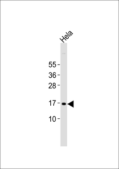 p14 ARF Antibody