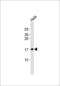 p18 INK4c Antibody