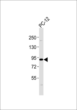 Cullin 3 Antibody