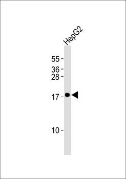 Cytochrome b5A Antibody