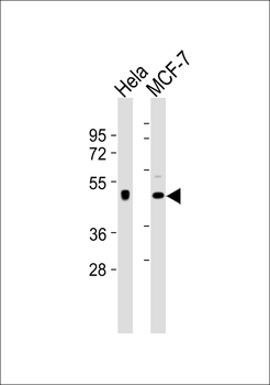 Dopamine Receptor D4 Antibody