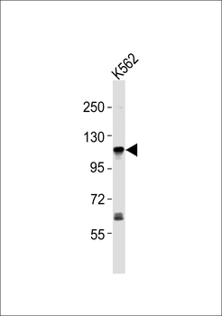 ERAP1 Antibody