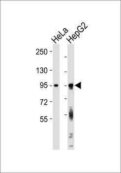 FXR2 Antibody