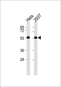 GRASP55 Antibody