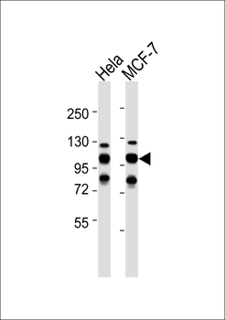 GRP94 Antibody
