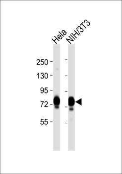 GRP75 Antibody