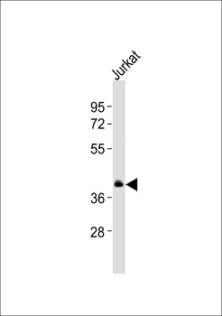 5-HT4 Antibody