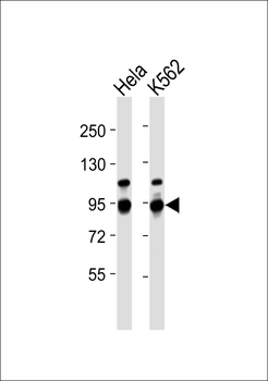ILF3 Antibody