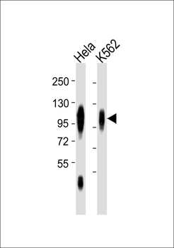 CD107a Antibody