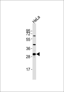 MRPL46 Antibody