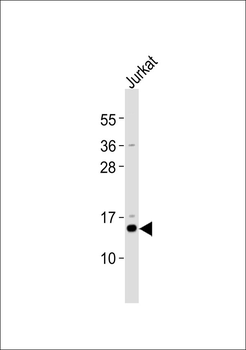 MRPS12 Antibody
