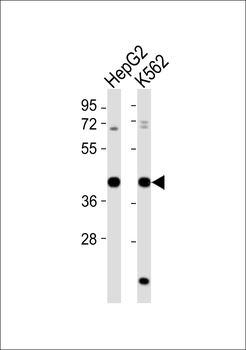 MRPS35 Antibody